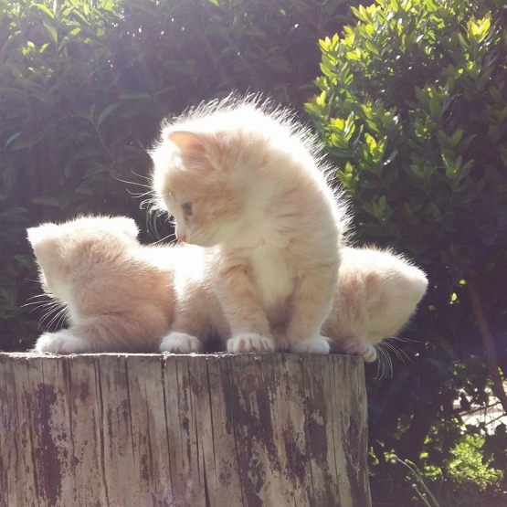 Image pour l'annonce donnons 2 chatons très très mignons