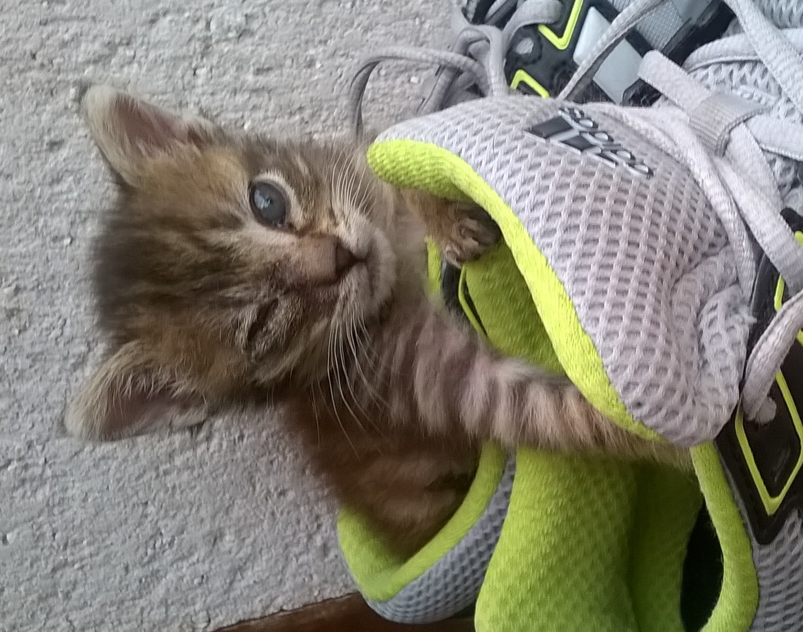 Chat gratuit arab