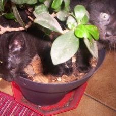 Image pour l'annonce donne 3 chatons  2 noir et 1 blans noirs