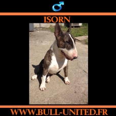 Image pour l'annonce Bull Terrier - Isorn