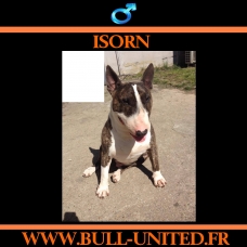 Image pour l'annonce Bull Terrier - Isorn