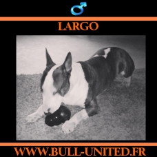 Image pour l'annonce Bull Terrier Lof - LARGO
