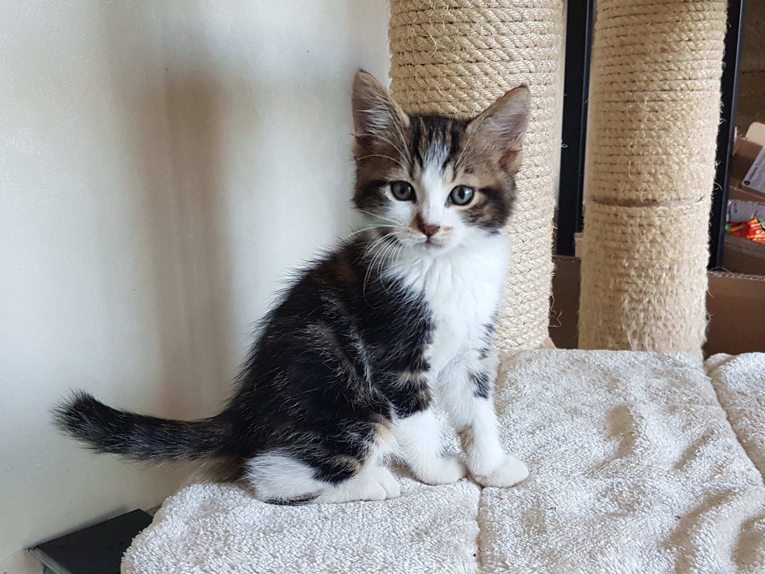 Chaton femelle de 2 mois tigrée à adopter SeineetMarne (77) GRATUIT sur