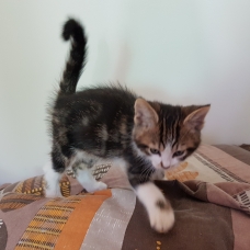 Image pour l'annonce Capucine, adorable chatone de 2 mois