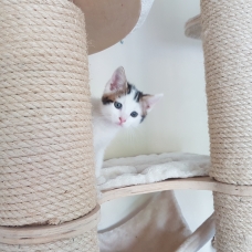 Image pour l'annonce Karma, adorable chaton de 2 mois