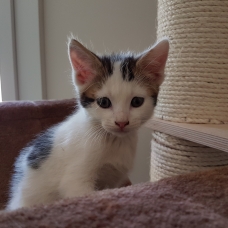 Image pour l'annonce Karma, adorable chaton de 2 mois