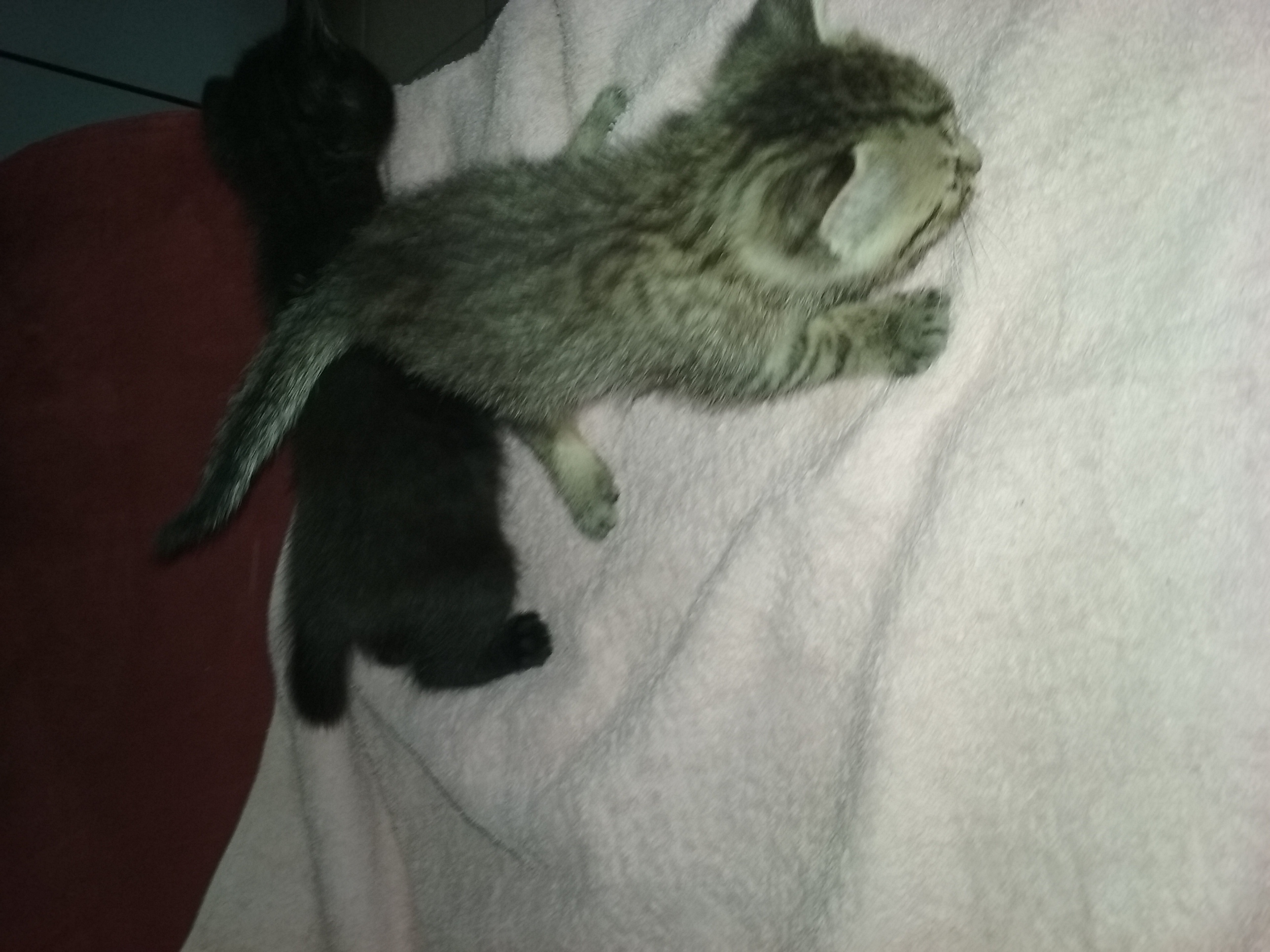 Donne Chaton Contre Bon Soins 77