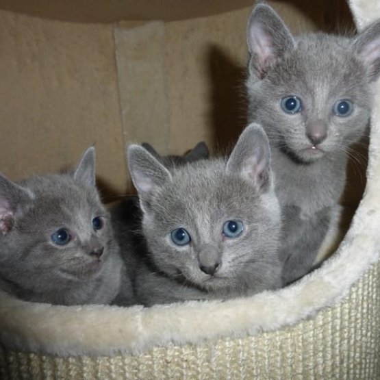 Image pour l'annonce Deux bébés chats gris de 3 mois