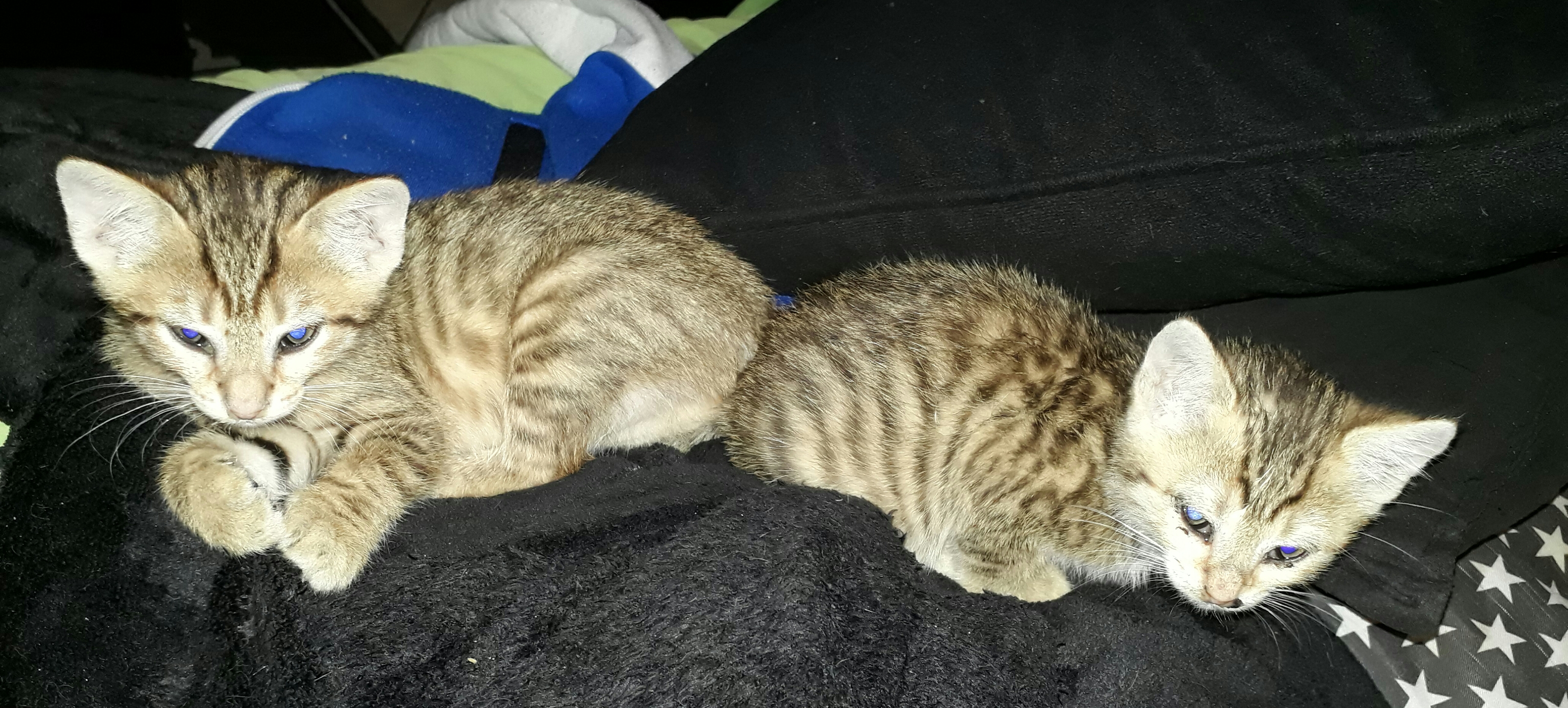 Adoptez un chaton Paris (75) GRATUIT sur