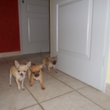 Image pour l'annonce Chihuahua