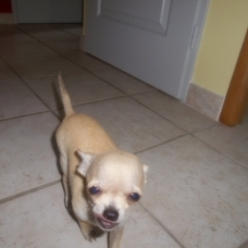 Image pour l'annonce Chiot Chihuahua mâle