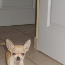 Image pour l'annonce Chiot Chihuahua mâle