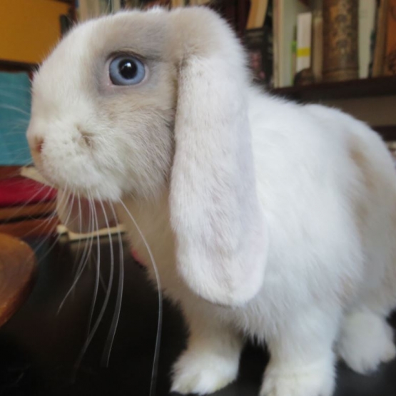 Image pour l'annonce Donne Pippa, lapine bélier d'1 an