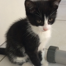 Image pour l'annonce Donne chaton mâle noir et blanc