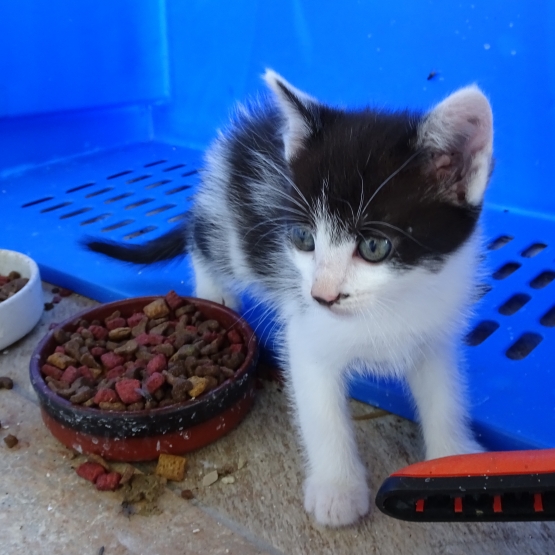 donne chatons contre bon soin SaôneetLoire (71) GRATUIT sur donne chatons contre bon soin SaôneetLoire (71) GRATUIT sur