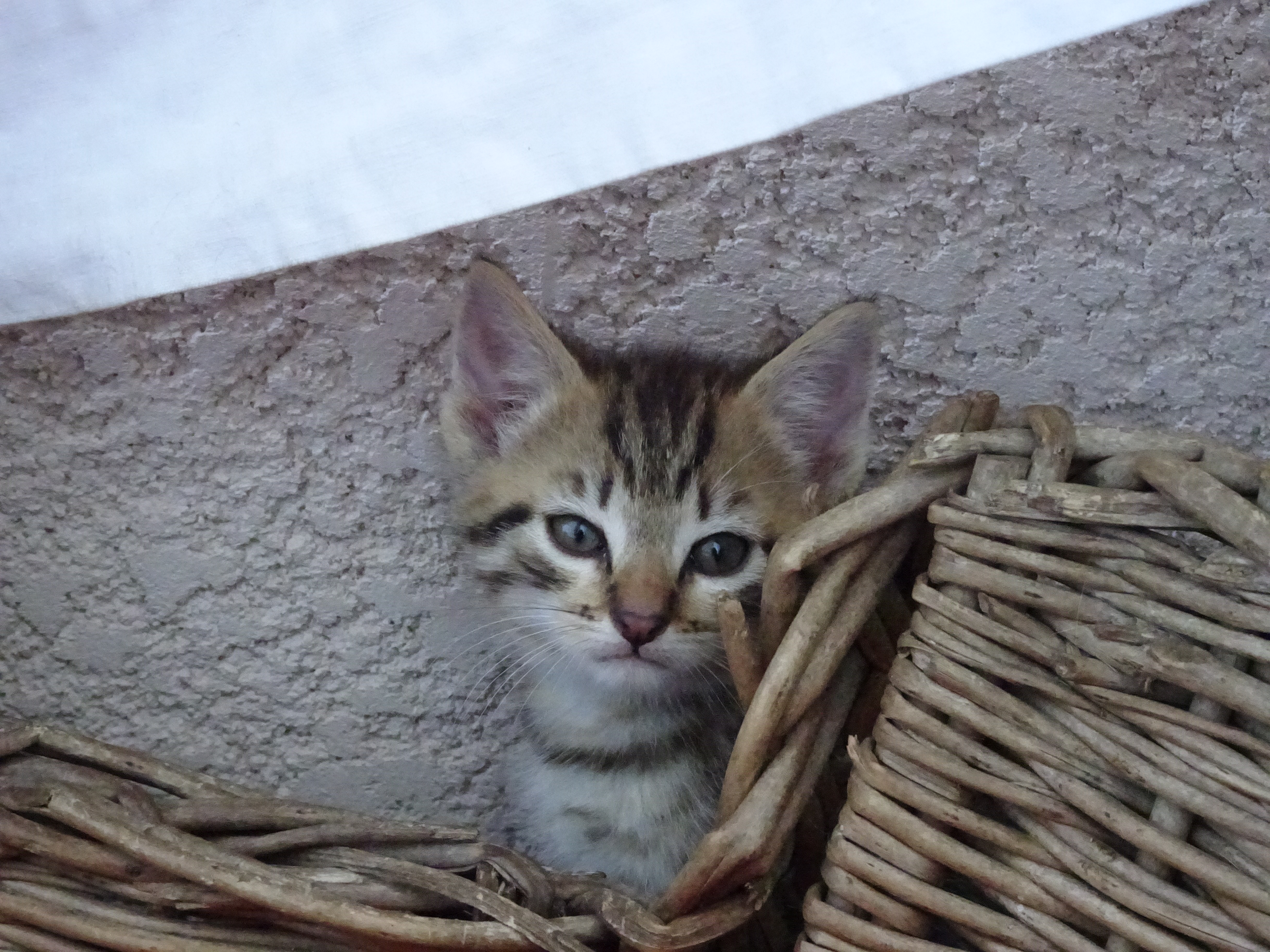 donne chatons contre bon soin SaôneetLoire (71) GRATUIT sur donne chatons contre bon soin SaôneetLoire (71) GRATUIT sur