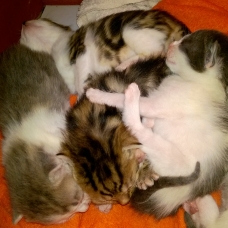 Image pour l'annonce Donne 5 adorables chatons
