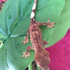 Image pour l'annonce Gecko à crête / correlophus ciliatus