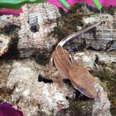 Image pour l'annonce Gecko à crête / correlophus ciliatus