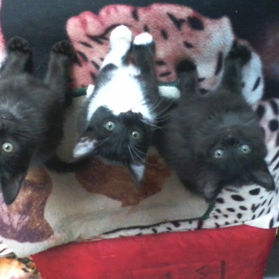 Image pour l'annonce donne 3 chatons  2 noir et 1 blans noirs