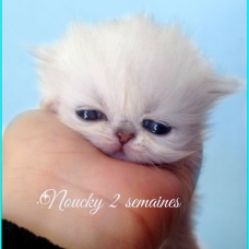 Image pour l'annonce superbe bébé persan chinchilla loof