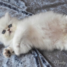 Image pour l'annonce superbe bébé persan chinchilla loof