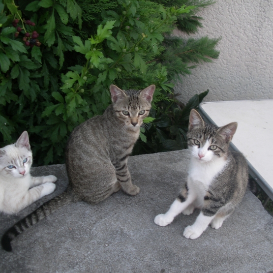 Image pour l'annonce donne trois chatons deux males et une femelle