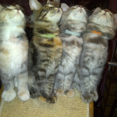 Image pour l'annonce Vends chatons femelles LOOF Maine Coons