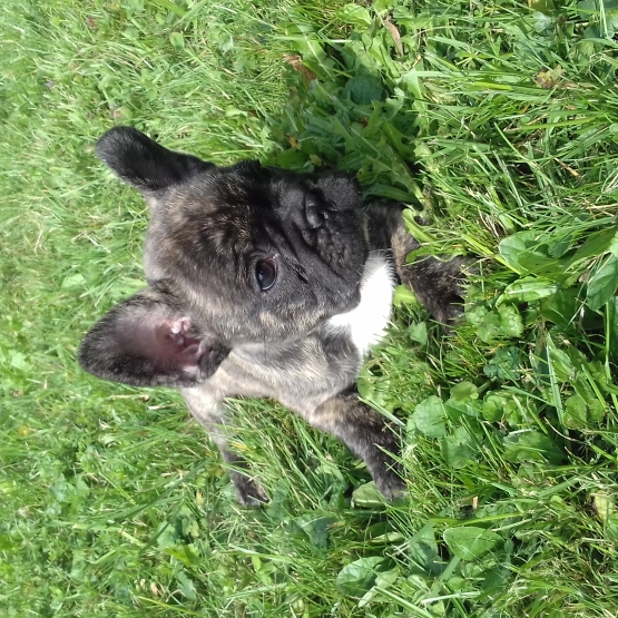 Vend Bouledogue Francais Fribourg Fr Sur Animoz Net