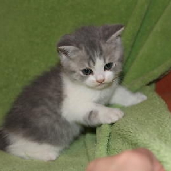 Image pour l'annonce Chatons à adopter