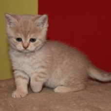Image pour l'annonce Chatons à adopter
