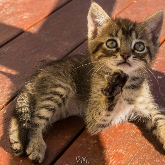 A donner 2 adorables chatons de 3 mois Finistère (29) GRATUIT sur