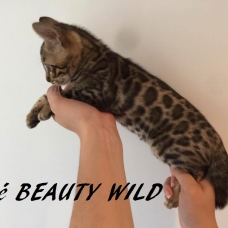 Image pour l'annonce Magnifiques chatons maman championnne