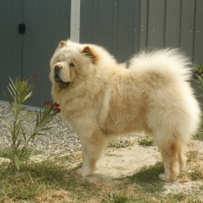 Image pour l'annonce LORD MALE CHOW CHOW BLANC