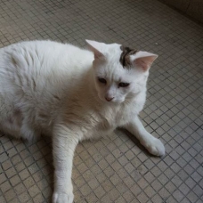 Image pour l'annonce Donne chat blanc cause déménagement