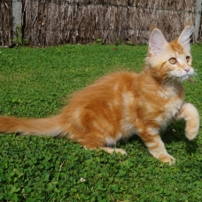 Image pour l'annonce chatons maine coon LOOF