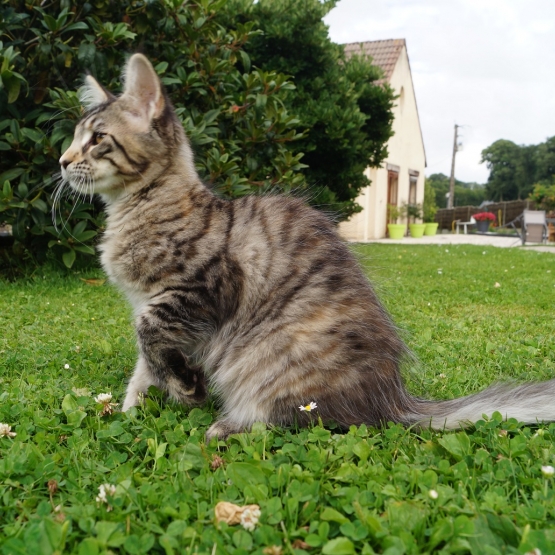 Image pour l'annonce chatons maine coon LOOF