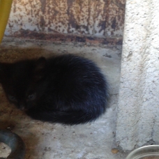 Image pour l'annonce donne chaton femelle noire