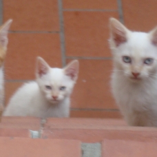 Image pour l'annonce donne trois chatons agés de 10 semaines