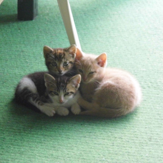 Image pour l'annonce Donne chatte et ses trois chatons