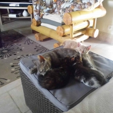 Image pour l'annonce Donne chatte et ses trois chatons