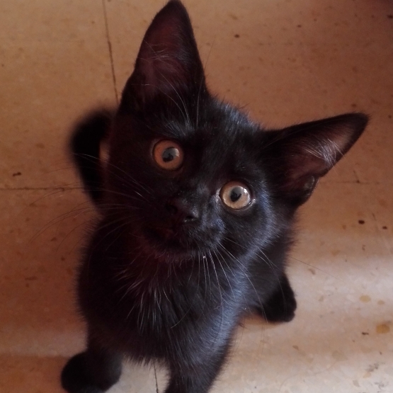 Image pour l'annonce cherche famille pour petit chat noir