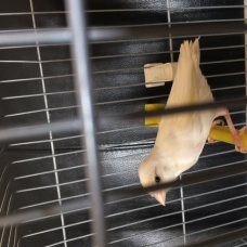 Image pour l'annonce Vends femelle canari raza blanc, bagué 2014 prix fixe: 20€