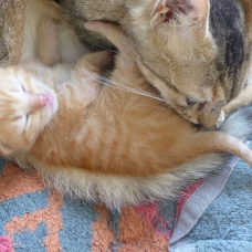 Image pour l'annonce Chatte tigrée et ses 3 chatons (2 roux et 1 noir) à donner