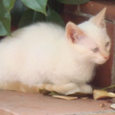 Image pour l'annonce donne 3 chatons (2 blancs et 1 roux)