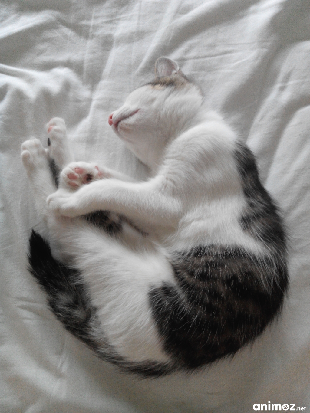 Donne chaton femelle de 4 mois LoireAtlantique (44) GRATUIT sur
