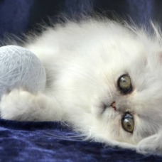 Image pour l'annonce superbes bébés persan chinchilla