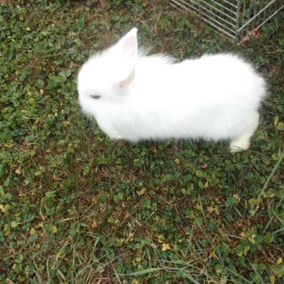 Image pour l'annonce Vends bébé lapin angora blanc sevré