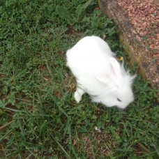 Image pour l'annonce Vends bébé lapin angora blanc sevré