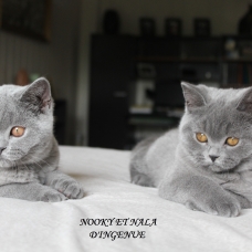 Image pour l'annonce chatons british shorthair LOOF